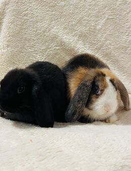 Minilop Lionlop Zwergwidder Babys - München