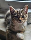 Zauber Maus sucht ihr Daheim ❤️ in 56575