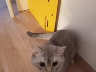 BKH Kater Angel sucht ein Zuhause - Heilbronn
