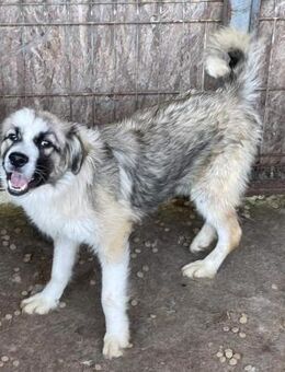 Ruby wartet ewig auf einer Familie - Blankenheim (Nordrhein-Westfalen)