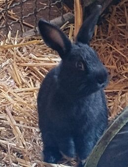 Kaninchen Zwergkaninchen Bock - Högsdorf