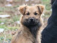 Unsere liebe Dani sucht ihre Menschen - Kallmünz