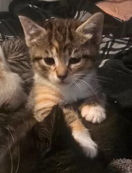 Katzenbaby's Mixkitten Babykatzen kitten - Monheim (Rhein)