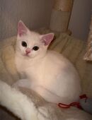 britisch kurzhaar kitten in 88079