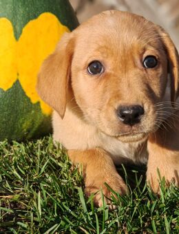 Labrador Welpen - Burow