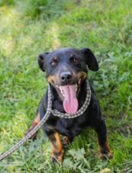 ROCCO - aufgeschlossen und neugierig - Overath