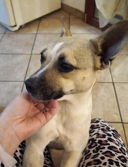 Lilli 🧡🧡🧡 Herzensmenschen gesucht - Herxheim (Landau)