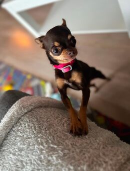 Chihuahua Hündin - Stolzenau