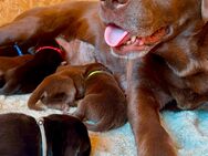 Labrador Welpen - Bernitt