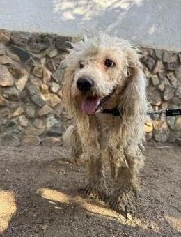 Sensibler Wasserhund Amadeus sucht# - Essen