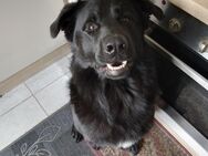 Rüde, knapp 3 Jahre, Golden Retriever/Deutscher Schäferhund Mix abzugeben - Treuenbrietzen