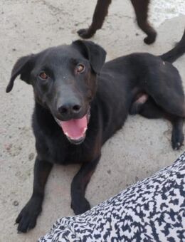 Blacky Aron 💗 sucht Schutz & Liebe - Hamburg