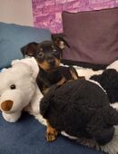 Zwergpinscher Welpen reinrassig in 53909