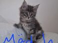 💕2 hübsche gesunde Reinrassige Maine Coon Kitten ohne Papiere suchen noch ein liebevolles Zuhause 💕 in 74226
