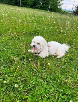 Deckrüde Mini Malteser (keinen Verkauf!) - Frankfurt (Main) Niederursel