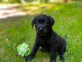 Reinrassige Labrador Welpen dürfen ausziehen. in 34513