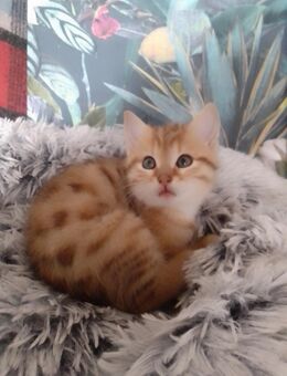 Zuckersüßes Katzenbaby - Friesoythe