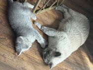 Zuckersüße Katzenbabys suchen ein liebevolles Zuhause 🐾 - Berlin