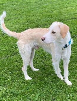 Pippo sucht sein Für-Immer-Körbchen - Grevenbroich