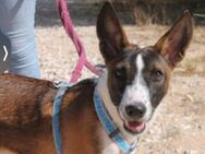 Yaco Basenji in jung und lernbereit - Jade