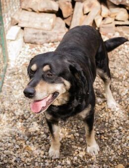 JAX - ruhig und eher ausgeglichen - Overath