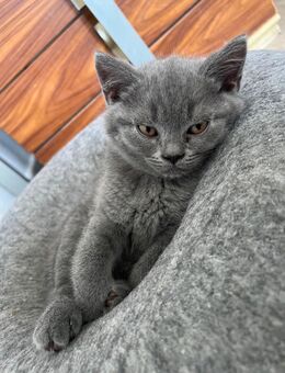 BKH Kitten - Frankfurt (Main)