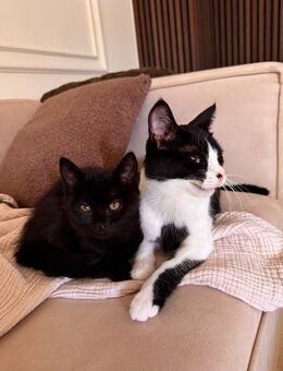 Mama & Kitten suchen gemeinsam ein liebevolles Zuhause 🐾 - Wuppertal
