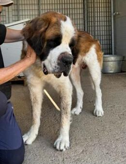 Nebbia- von der Kette in deine Arme? - Niddatal