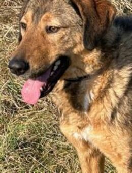 Juni - intelligent u. aufgeweckt - Lohra