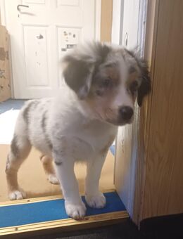 Welpe - Tangerhütte Uchtdorf