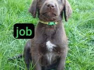 Abgabebereit Labradoodle Welpen braun F1 Könispudel x Labrador - Warburg (Hansestadt) Warburg