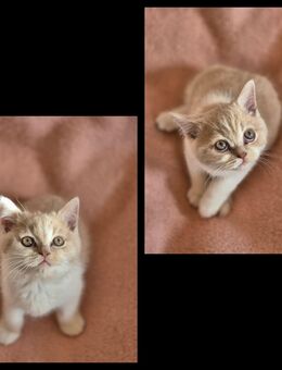 2 süße BKH Bärchen (kater) - Hennef (Sieg)