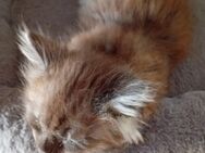Maine Coon Mädchen - Doberlug-Kirchhain
