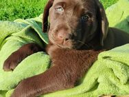 Ein Labrador Welpe sucht Zuhause - Kriebstein