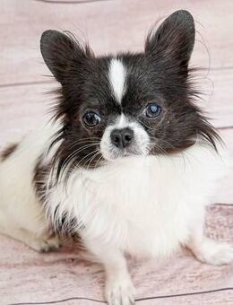 Süßer Chihuahua Hund - Leverkusen