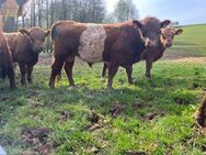 Verkaufe Belted Galloway - Nordhausen