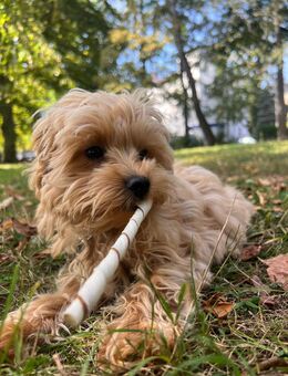 Maltipoo-Welpen in apricot von Tierheilpraktikerin - Rotenburg (Wümme)