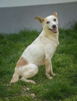 Anela sucht ein ruhiges Zuhause - Laufen