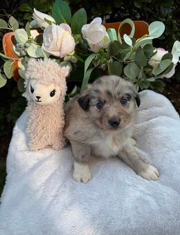 Australian Shepherd Mini - Melle Zentrum