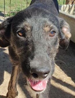 GINGER-lebenslustige Hündin, 49 cm(w) - Rösrath