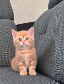 BKH 5 Süße Kitten - Hörstel