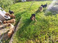 Jack Russell Terrier Mischlinge - Schmelz