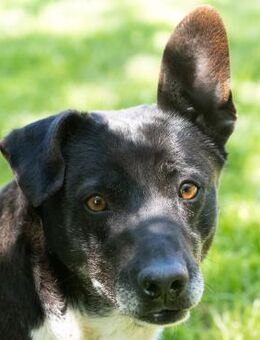 MIA-CARA-Endlich Teil einer Familie sein - Obertshausen