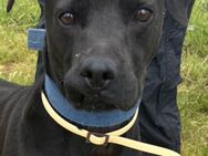 Süßer Familienhund Nelson! - Althütte