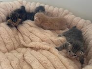 BKH Kitten - Frankfurt (Main) Bornheim