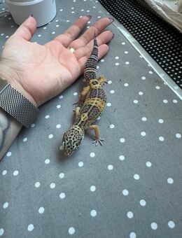 Leopardgecko mit Terrarium - Dresden