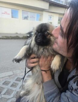 Der kleine Ricci sucht seine Familie - Ennepetal (Stadt der Kluterhöhle)