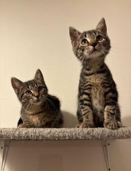 Zwei süße Kitten abzugeben - Berlin