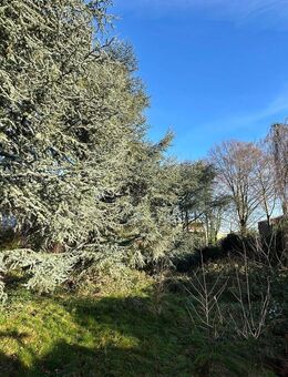 Wohnwert der besonderen Art: Südterrasse und kleiner Garten - Bochum