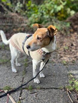 Auri: kleine Hundedame mit großem Herz - Krefeld